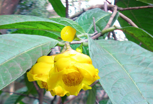 Người dân thường phải dậy từ sáng sớm lên núi để thu hái chè hoa vàng. Ảnh: Internet.