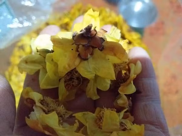 Không chỉ bán hoa của cây trà hoa vàng, nhiều người còn bán cả lá của loại cây này. Mỗi kg lá được sấy khô cũng có giá lên đến 1,2 triệu đồng/kg. Ảnh: Dân Việt.