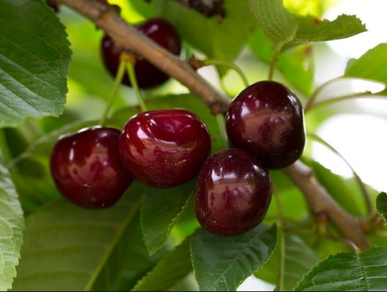 Tại nhiều nước châu Âu, cherry vào mùa thu hoạch có giá chỉ khoảng 4-5 Euro/kg, tương đương 110.000 - 135.000 đồng/kg. Nguồn ảnh: Internet. Video: Mẹo bảo quản hoa quả tươi lâu, không phải ai cũng biết. Nguồn: VTC Now