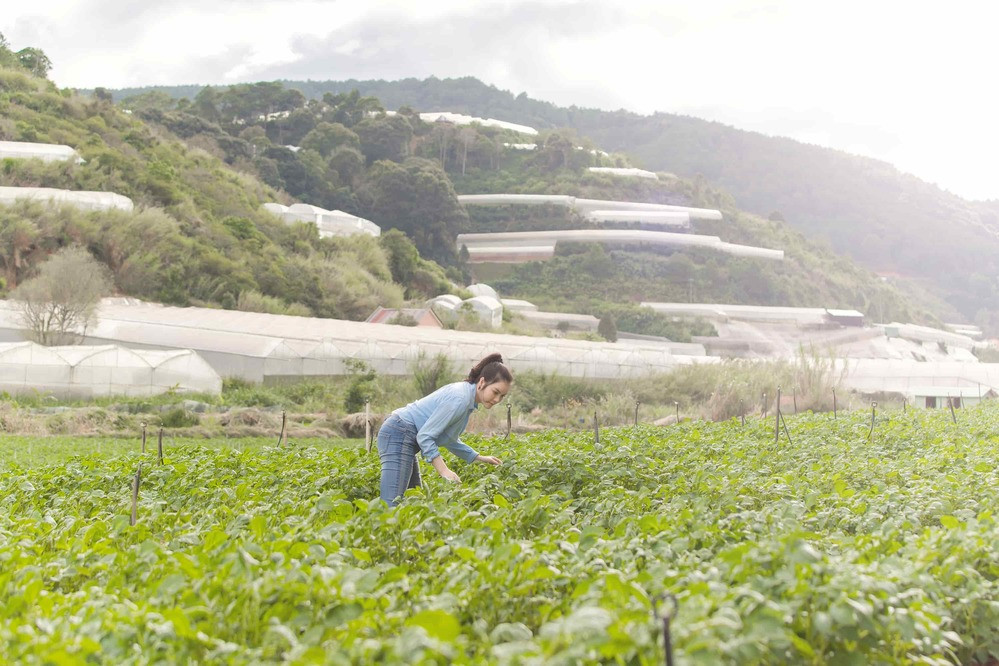 Các loại rau trong vườn như cải thảo, rau xà lách, bí ngòi, bơ, dâu tây, súp lơ... được Lý Nhã Kỳ chăm sóc theo mô hình hữu cơ.