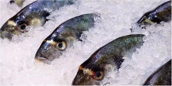 Cá hay hải sản đông lạnh để quá lâu cũng được siêu thị tung ra hình thức khuyến mại để hút khách. Tuy nhiên, cá giảm giá loại này có thể phần thịt không còn chắc.