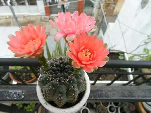 5 loai cay, hoa “pha tan” phong thuy, gia chu khong nen dat trong nha