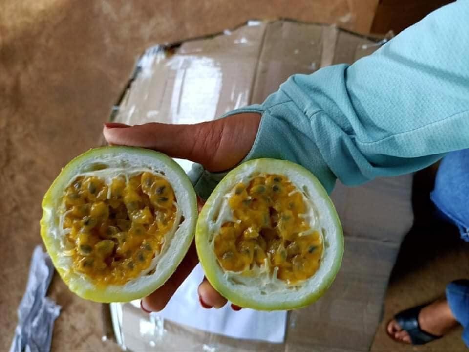 Theo người bán, chanh leo ngọt được trồng và chăm sóc tại tỉnh Sơn La. Hiện, chanh đang vào vụ thu hoạch và có giá bán từ 50.000 - 80.000 đồng/kg, tùy loại.