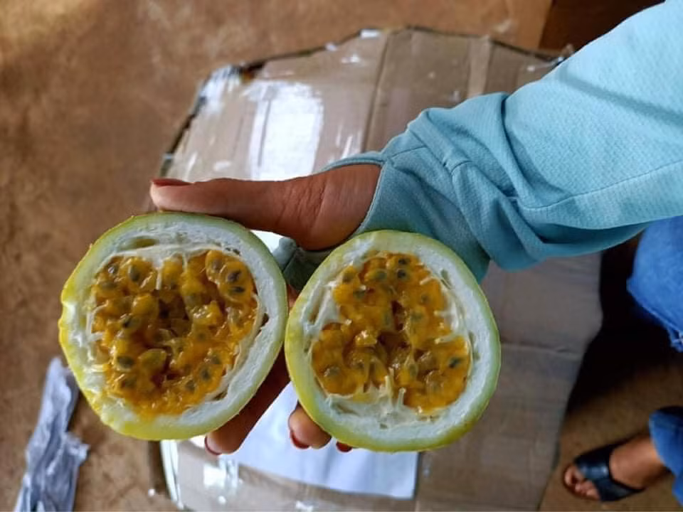 Theo người bán, chanh leo ngọt được trồng và chăm sóc tại tỉnh Sơn La. Hiện, chanh đang vào vụ thu hoạch và có giá bán từ 50.000 - 80.000 đồng/kg, tùy loại.