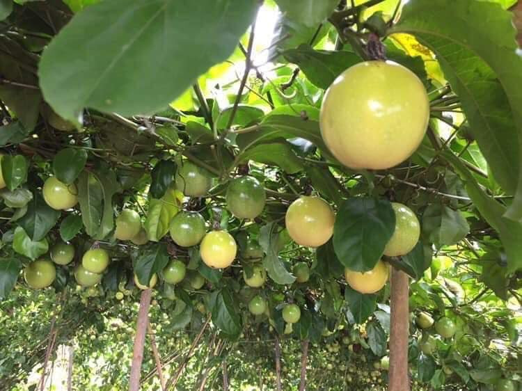 Cũng theo chị Hà, chanh leo ngọt giá đắt hơn nhiều mọi người thường góp tiền đặt mua chung của một nhà vườn ở trên Mộc Châu để có giá rẻ.