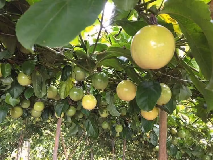 Cũng theo chị Hà, chanh leo ngọt giá đắt hơn nhiều mọi người thường góp tiền đặt mua chung của một nhà vườn ở trên Mộc Châu để có giá rẻ.