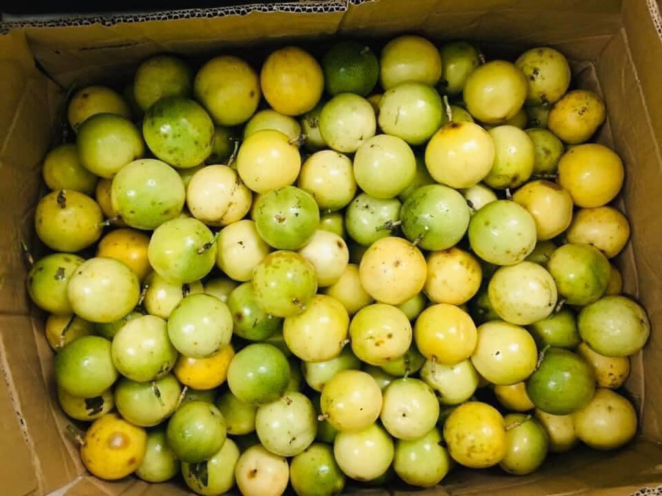 Trao đổi với PV. VietNamNet, ông Nguyễn Thạch Tùng Linh, Giám đốc một công ty nông nghiệp ở thị trấn Nông trường Mộc Châu (Sơn La), cho biết, chanh leo vàng trồng ở Mộc Châu khoảng 3 năm nay.