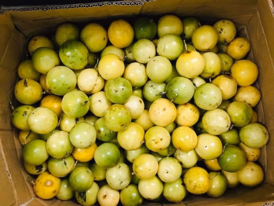 Trao đổi với PV. VietNamNet, ông Nguyễn Thạch Tùng Linh, Giám đốc một công ty nông nghiệp ở thị trấn Nông trường Mộc Châu (Sơn La), cho biết, chanh leo vàng trồng ở Mộc Châu khoảng 3 năm nay.