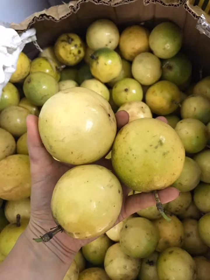 Lúc mới mua, vỏ chanh leo ngọt vẫn hơi xanh, căng bóng nhưng để 2-3 ngày sau vỏ sẽ héo dần chuyển sang màu vàng. Lúc này, phần mật chanh bên trong sẽ càng có vị ngọt thơm đậm đà hơn.