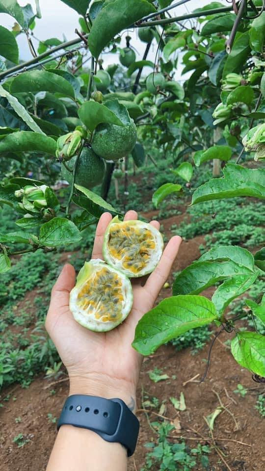 Nếu như chanh leo thường có vị chua nhiều, pha nước mới ngon thì chanh leo vàng Sơn La ngọt nên khi ăn, chỉ cần cắt đôi quả rồi lấy thìa xúc ăn trực tiếp hoặc pha nước mà không cần bỏ thêm đường.