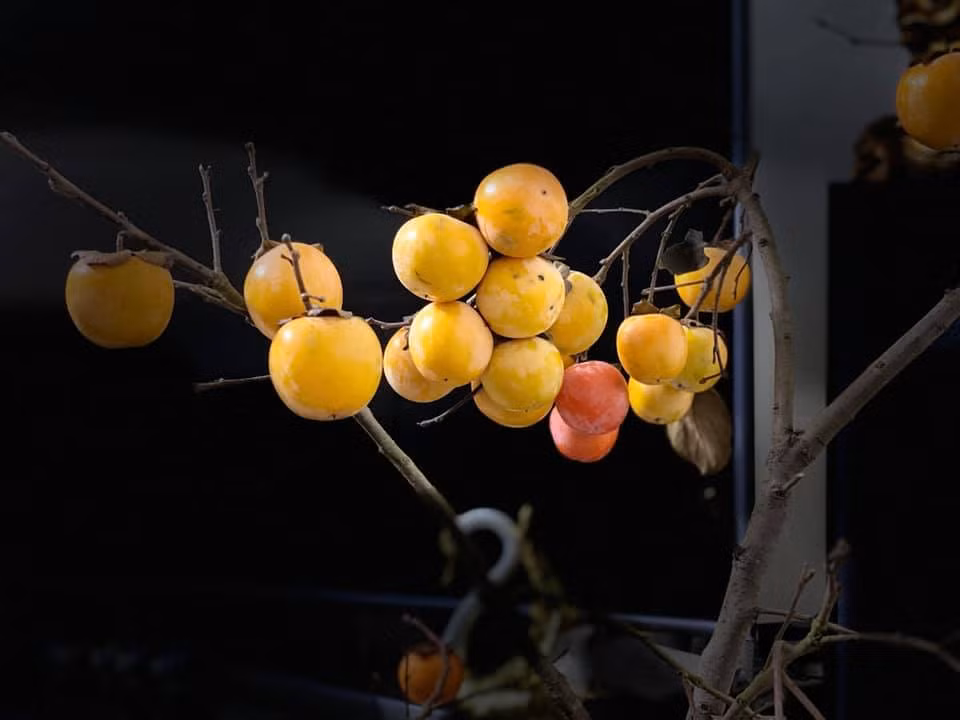 Tháng 9 về là vùng Tây Bắc lại ngập tràn sắc cam của mùa hồng chín rộ trĩu quả. Thay vì chỉ ăn quả như trước đây, năm nay, những cành hồng tươi, quả chín vàng, đỏ có mùi thơm tự nhiên của núi rừng lại được sáng tạo thành vật trang trí lạ mắt.