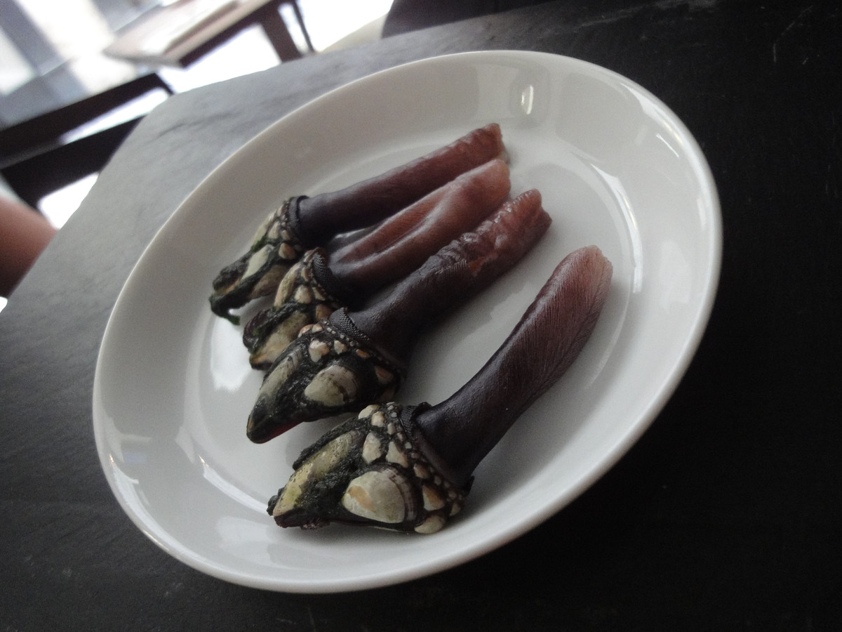 Tại nhà hàng, mỗi đĩa ốc cổ ngỗng có giá khoảng 100 euro (tương đương gần 3 triệu đồng). Đặc biệt, ở Trung Quốc một con ốc cổ ngỗng nhỏ thôi cũng có giá tới 900 nhân dân tệ (khoảng 3 triệu đồng).