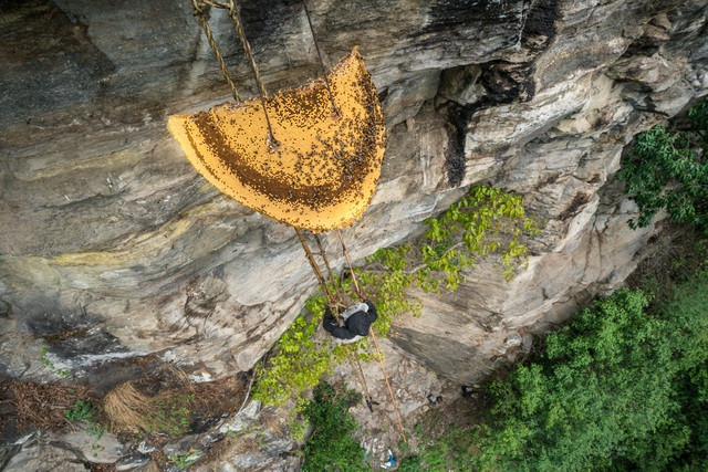 Các thợ săn mật thường chia thành nhóm vào rừng và leo lên vách núi bằng thang dây.