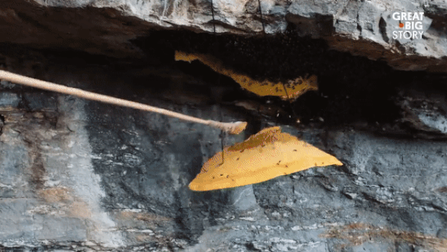 Sau đó, người thợ đuổi nốt đám ong còn bán lại trên tổ và cắt khối mật ra khỏi tổ.