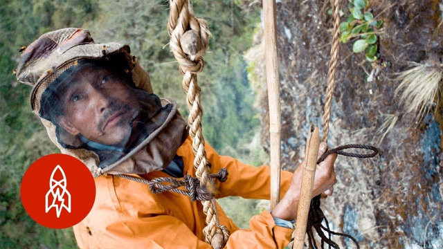 Tuy nhiên, nghề săn mật ong ở đây chưa bao giờ dễ dàng.