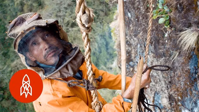 Tuy nhiên, nghề săn mật ong ở đây chưa bao giờ dễ dàng.