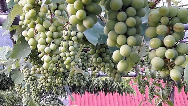 Mặc dù trồng trên sân thượng nhưng vườn nho của anh Khoa ước tính cho sản lượng ước đạt 2 tạ/ năm. Ảnh: FBhoalytet.