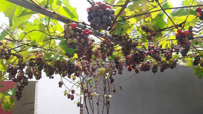 Giống nho Pháp khi chín sẽ chuyển màu tím rất bắt mắt. Ảnh: FBhoalytet.