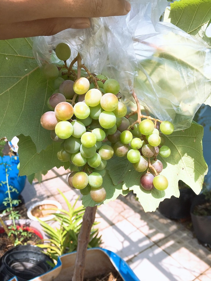 Từng chùm nho được chàng sinh viên bọc trong túi bóng để tránh sâu bệnh, nhiễm nấm trong mùa mưa. Ảnh: Saostar.