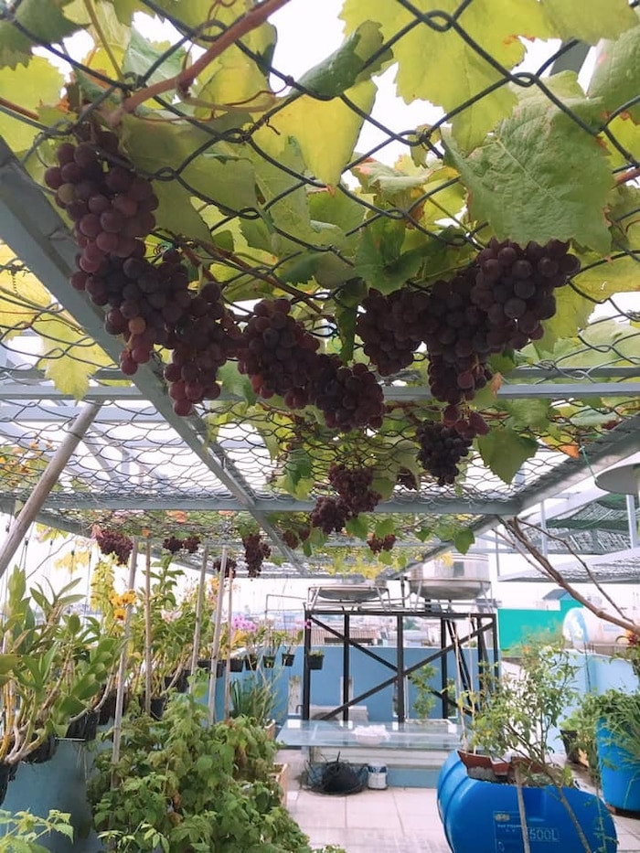 Giàn nho chi chít quả trên cao trông thích mắt. Ảnh: Saostar.