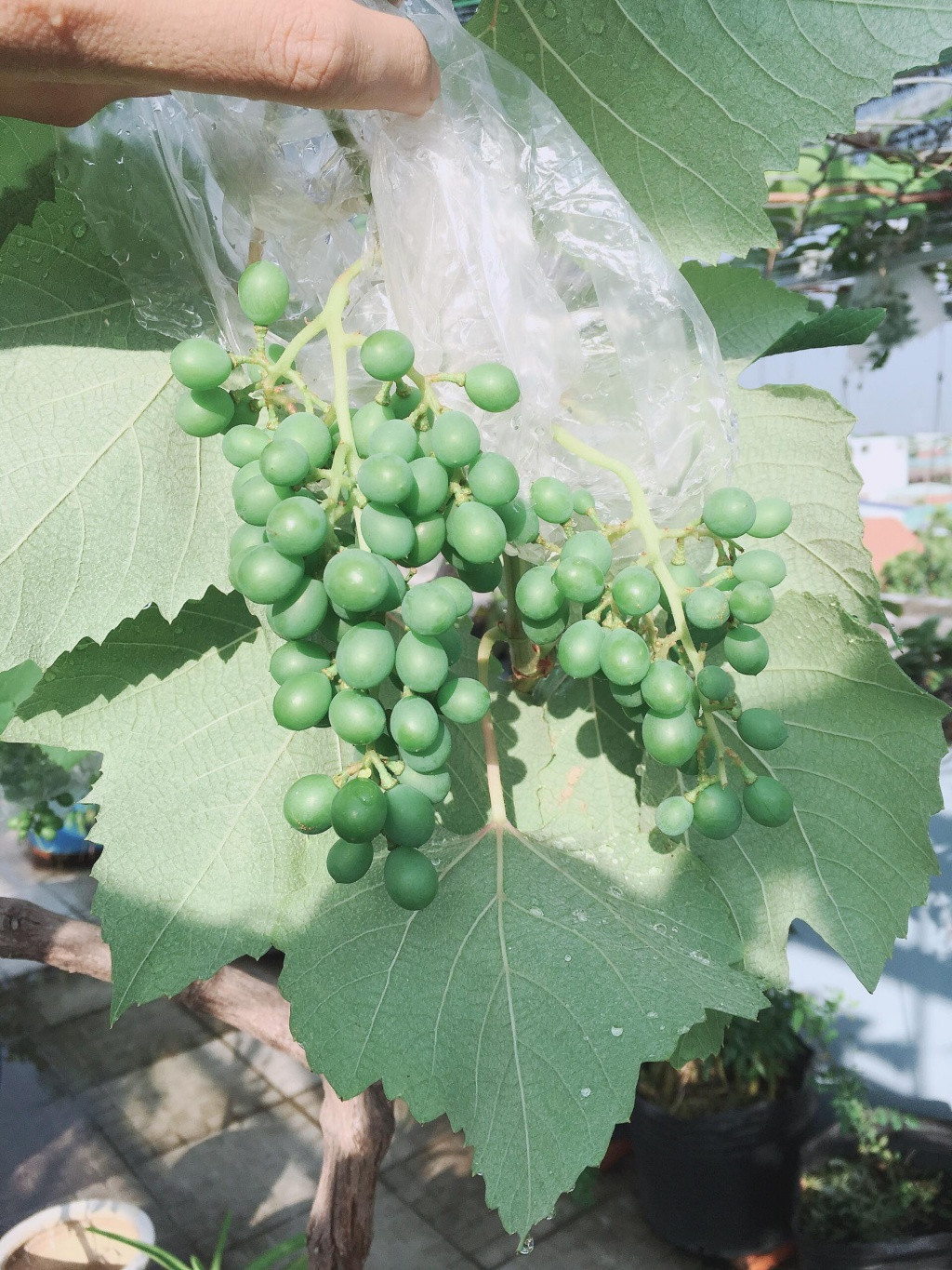 Tấn Lợi cho biết, chỉ sau 2 năm trồng, giàn nho đã phát triển tươi tốt và cho nhiều trái. Ảnh: Thời đại.