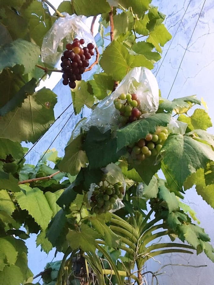 Trong đó, nổi bật nhất là vườn nho trên sân thượng trĩu trịt quả. Ảnh: Thời đại.