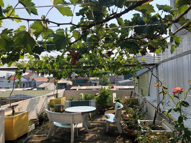 Nhờ làm theo hướng dẫn và chăm sóc tôt nên cây nho của gia đình chị Nga phát triển nhanh và khá sai quả. Dù mới trồng và mới cho ra quả nhưng những chùm nho đều có vị ngọt, ngon và thơm. Ảnh: Dân Việt.