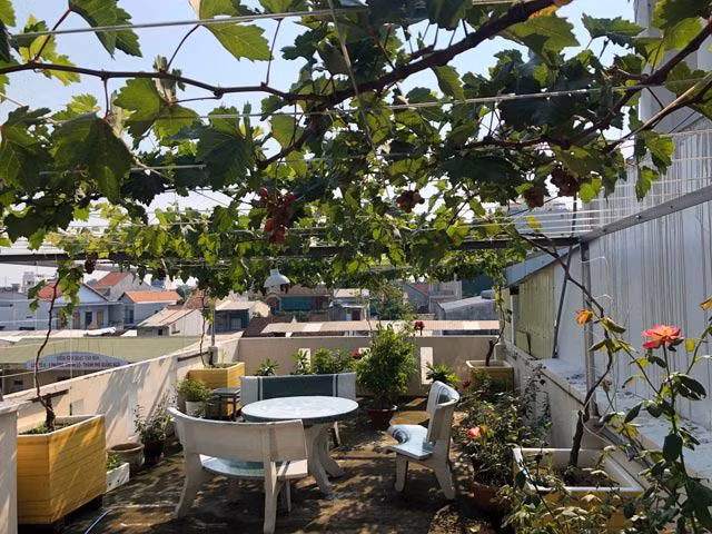 Nhờ làm theo hướng dẫn và chăm sóc tôt nên cây nho của gia đình chị Nga phát triển nhanh và khá sai quả. Dù mới trồng và mới cho ra quả nhưng những chùm nho đều có vị ngọt, ngon và thơm. Ảnh: Dân Việt.