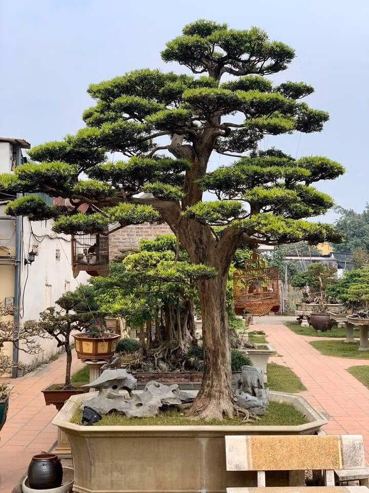 Khu vườn của ông Thành có 40 chủng loại với hơn 200 cây cảnh quý hiếm. Trong đó, phải kế đến cây tùng La Hán có thế 'Thanh tùng ngạo tuyết', tuổi đời hơn 300 năm (nguồn gốc từ Nhật Bản). Ảnh: Vietnamnet.