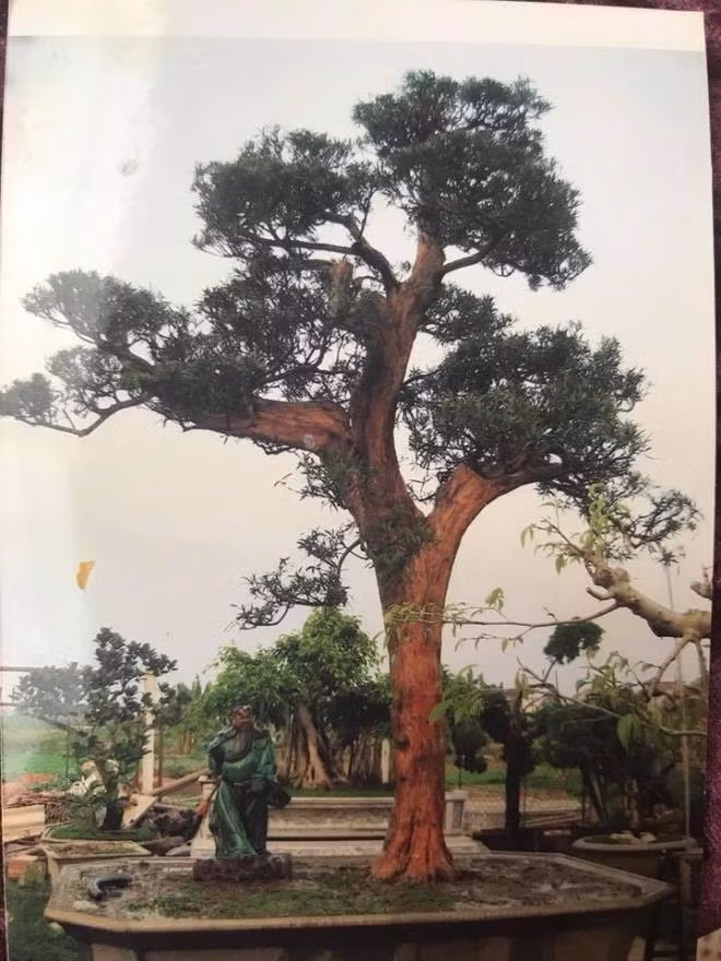 Trước đó, năm 2006, nghe tin có cây tùng La Hán ở Hà Đông (Hà Nội), tuổi đời hơn 300 năm (nguồn gốc từ Nhật Bản), ông liền tìm đến xem. Chứng kiến gốc cây vỏ bong tróc hết, vè bạnh gân guốc, rêu mốc, dáng thế tuyệt mĩ, ông quyết tâm mua bằng được. Ảnh: VTC.