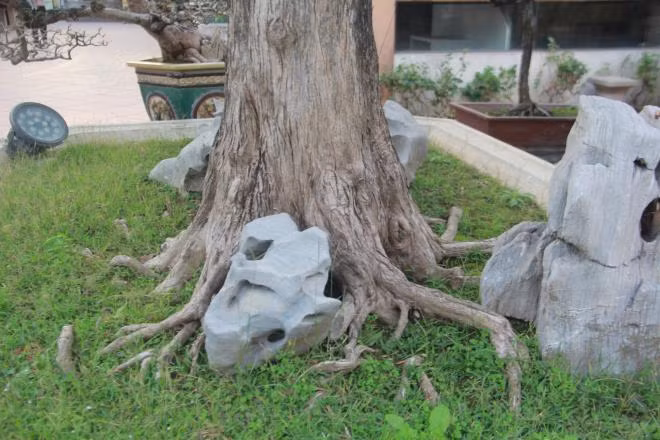 Trải qua thời gian, từng đường nét, căn cốt của cây gồ ghề trở thành nét độc đáo, kỳ lạ. Ảnh: VTC.