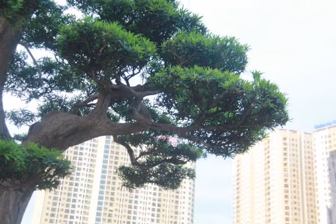 Chậu cây này của ông Thành được đánh giá là một trong những cây tùng La Hán đẹp ở Việt Nam bởi có cả 4 yếu tố của một cây cảnh quý hiếm đó là: cổ - kỳ - mỹ -văn. Ảnh: VTC.