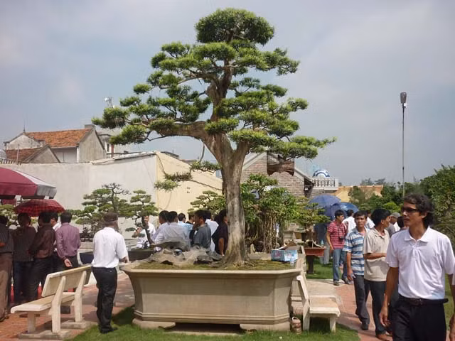 Theo ông Thành, những năm qua, có nhiều người đến tham quan và hỏi mua cây tùng với mức giá cao ngất. Ảnh: Khoevadep.