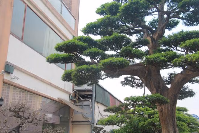 Được chăm sóc và tạo hình theo phương pháp và phong cách riêng nên cây tùng la hán của nghệ nhân Thành không giống bất cứ cây tùng nào. Ảnh: VTC.