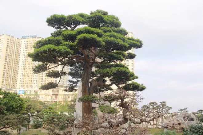 Cây có thế trực, những tán xung quanh chẳng khác gì những áng mây đang vờn quanh một con rồng. Ảnh: VTC
