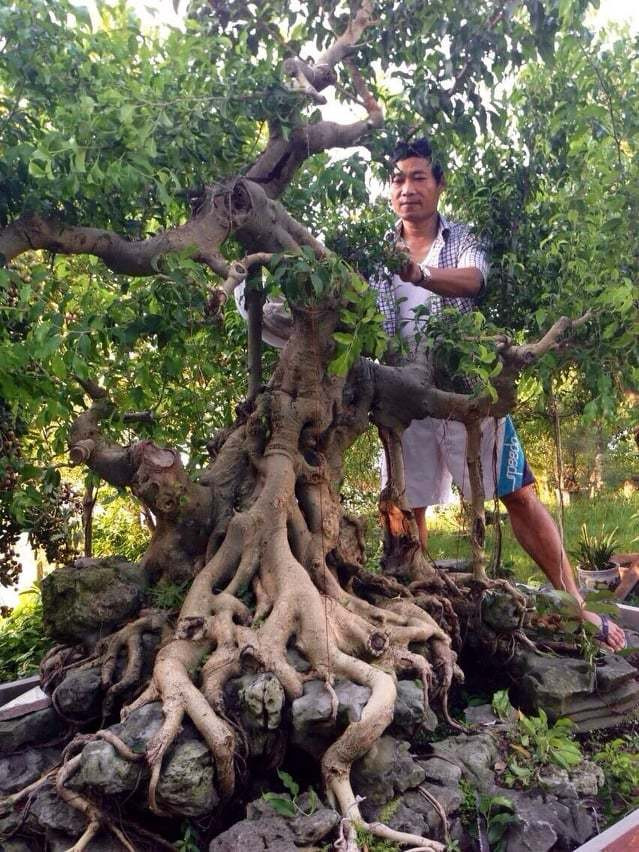 Cay tung La Han 300 tuoi, dai gia ban nha pho de mua choi