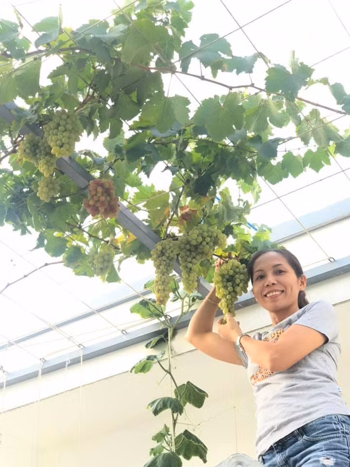 Tron mat voi nhung chum nho sai triu duoc trong tren san thuong 11m2-Hinh-2