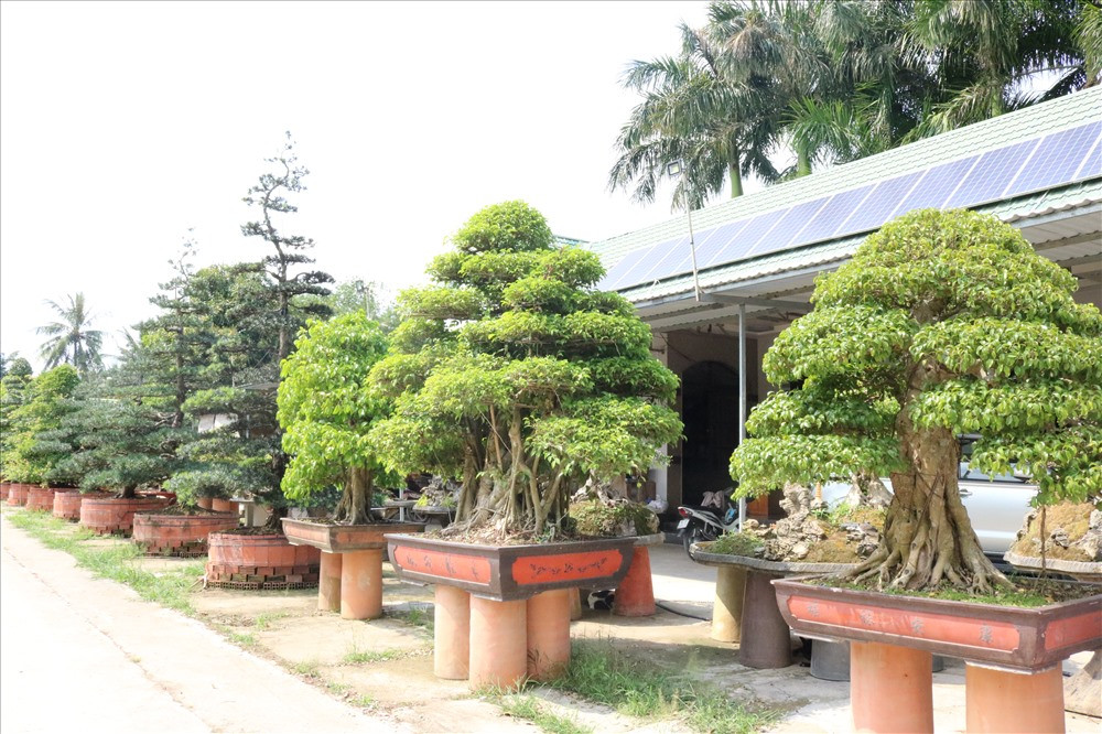 Vườn kiểng bonsai anh Nguyễn Phước Lộc (ấp Khánh Nhơn, xã Tân Khánh Đông, TP.Sa Đéc, Đồng Tháp) rộng tới 17.000m2, số lượng hơn 2.000 chậu, với hơn 50 chủng loại như vạn niên tùng, nguyệt quế, mai chiếu thủy, cần thăng, mai vàng, sộp...Ảnh: Lao động.