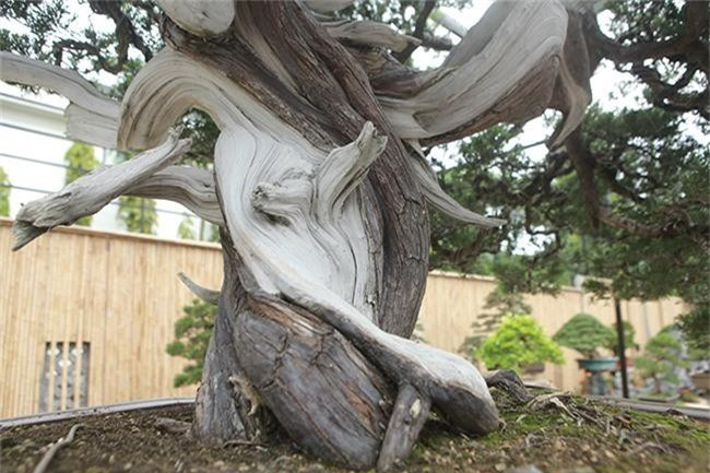 Phần gốc và thân đa phần đã hóa lũa (phần thân cây chết), do chủ ý của người làm cây, họ chỉ để một phần thân cây sống để nuôi tay, cành, bông, tán. Ảnh: Dân Việt.