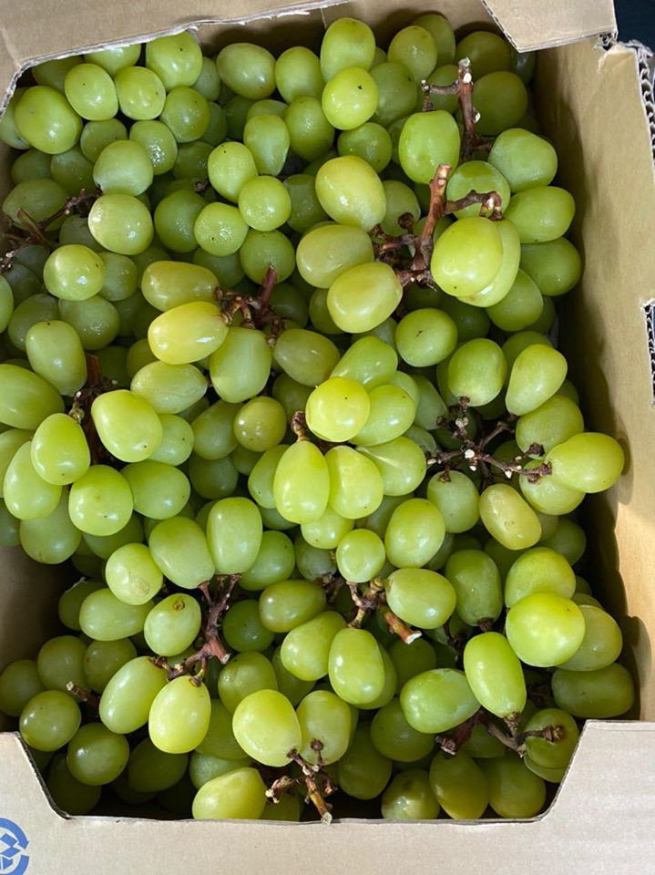 Theo người bán, đây là nho mẫu đơn xuất xứ từ Nhật Bản. Hàng về bị rụng, cuống héo cắt rời ra thành từng quả bán theo cân gọi chung là nho rụng chứ không phải nho thối, hỏng.