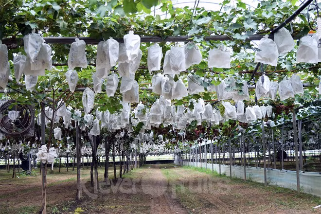 Nho mẫu đơn được trồng theo kiểu “1 nhánh 1 chùm” theo phương pháp hữu cơ nên các chùm nho sẽ được hấp thụ tối đa các chất dinh dưỡng, từ đó sản xuất ra loại nho có chất lượng cao.