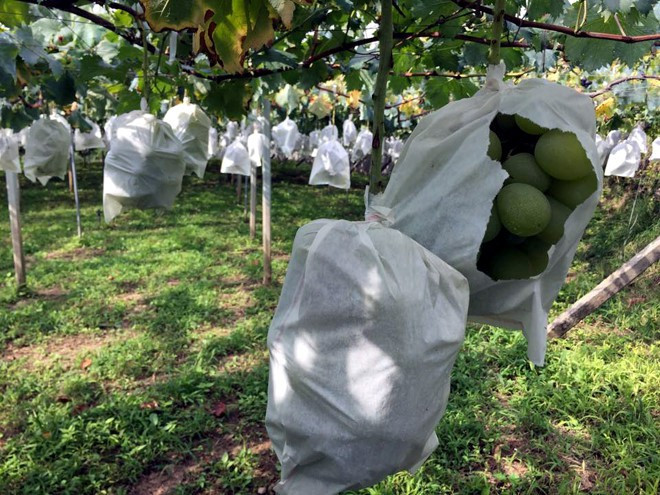 Mỗi chùm nho trong giai đoạn phát triển được bọc trong một lớp giấy trắng đặc biệt để tránh các bụi bẩn hay nguy hại từ côn trùng. Đến khi thu hoạch, nho cho hương vị thơm ngọt mùi sữa, khi đó nho đạt hàm lượng đường đến 18 – 20.