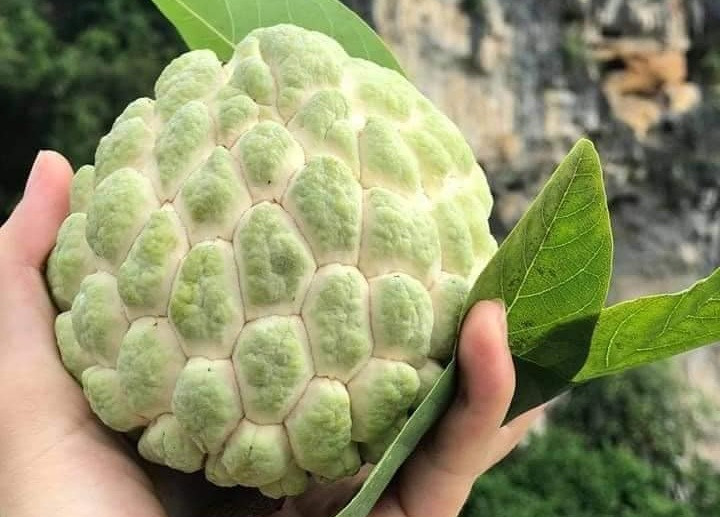 Đầu mùa nên na dai thu hút đông đảo khách đặt mua dù giá khá đắt. Na Đồng Bành được trồng hoàn toàn tự nhiên trên núi đá nên không có chất kích thích, hóa chất ủ chín.