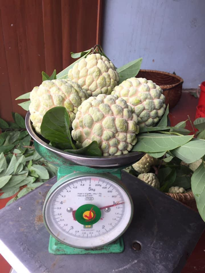 Tuy nhiên, loại quả này nhanh chín, chỉ 1-2 ngày là chín hết, lại khó vận chuyển nên na thường bị tẩm hóa chất để bảo quản hoặc thúc chín ép.