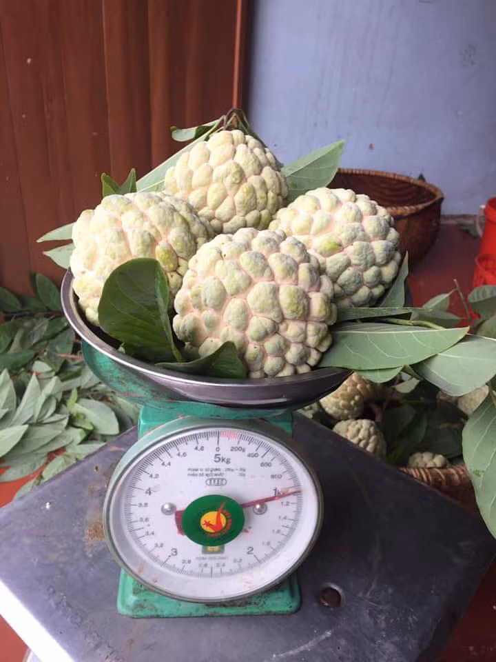 Tuy nhiên, loại quả này nhanh chín, chỉ 1-2 ngày là chín hết, lại khó vận chuyển nên na thường bị tẩm hóa chất để bảo quản hoặc thúc chín ép.