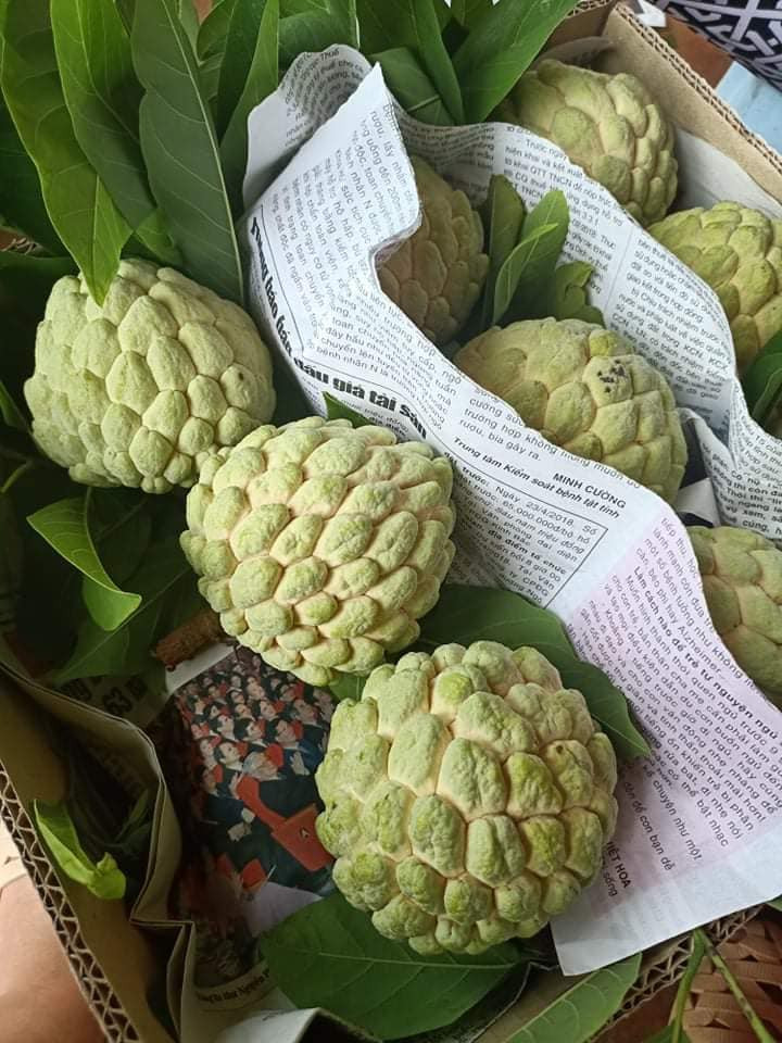 Để tránh mua phải na tẩm hóa chất, bạn nên chọn quả na có vỏ mỏng, mắt nở và phẳng, hơi nứt nhưng vẫn còn cuống, đó là na chín cây, ăn ngọt và thơm.