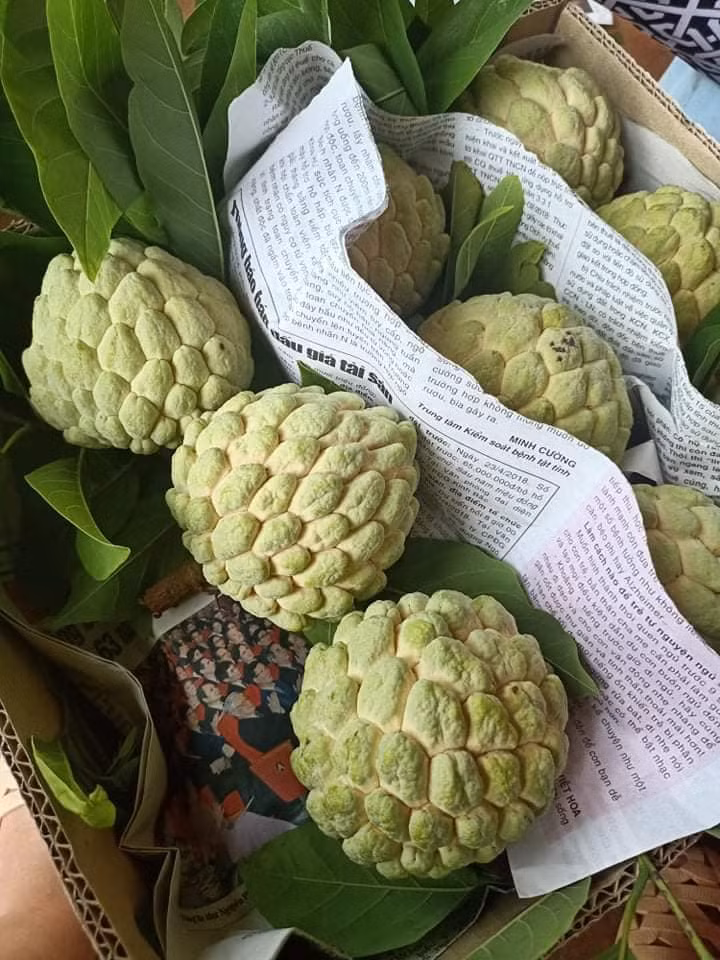 Để tránh mua phải na tẩm hóa chất, bạn nên chọn quả na có vỏ mỏng, mắt nở và phẳng, hơi nứt nhưng vẫn còn cuống, đó là na chín cây, ăn ngọt và thơm.