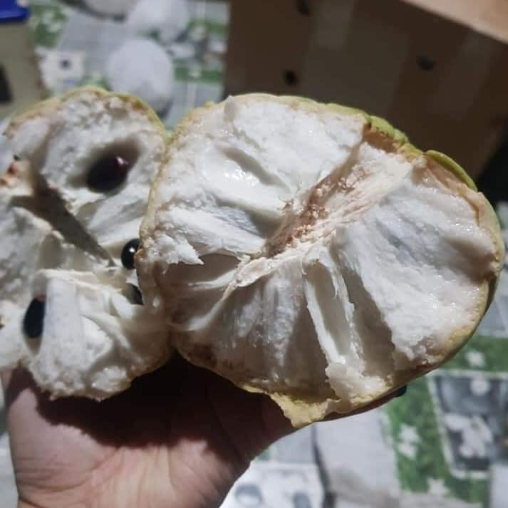 Ngoài ra, để chắc chắn không bị tẩm hóa chất, bạn có thể mua na xanh sau đó tự dấm chín tại nhà bằng cách tự nhiên. Nguồn ảnh: Facebook.