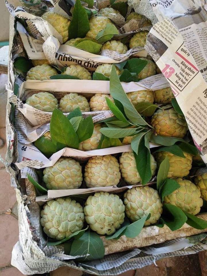 Tránh chọn những quả na quá mềm, có vết thâm bên ngoài, đó là na non, bị ép chín, ủ hóa chất độc hại.