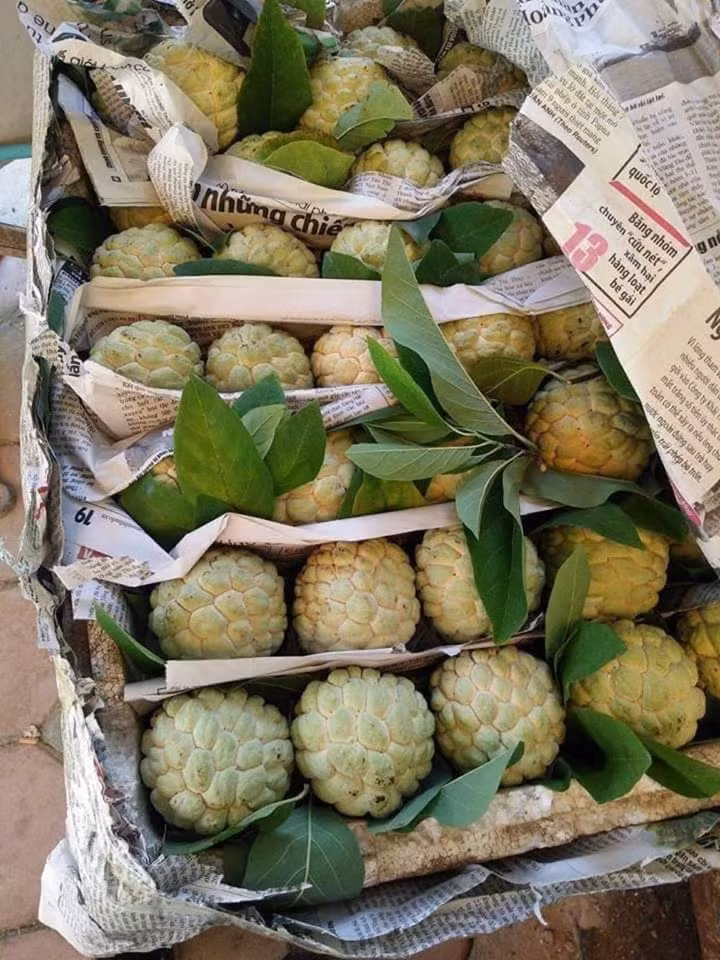 Tránh chọn những quả na quá mềm, có vết thâm bên ngoài, đó là na non, bị ép chín, ủ hóa chất độc hại.